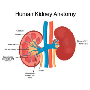 Early Signs and Symptoms of Kidney Stones You Should Never Ignore structure diagram showing human kidney anatomy free vector